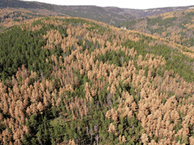 another forrest damage by bark beetles