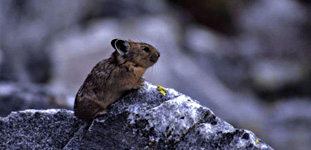 American Pika