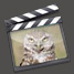 Burrowing Owl Vido