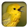 link to Yellow Warbler sound