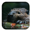 link to American Beaver sound