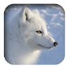 link to Arctic Fox sound