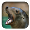 link to California Sea Lion sound