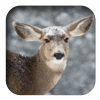 link to Mule Deer sound