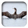 link to Pacific Loon sound