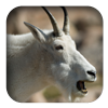 link to Mountain Goat sound